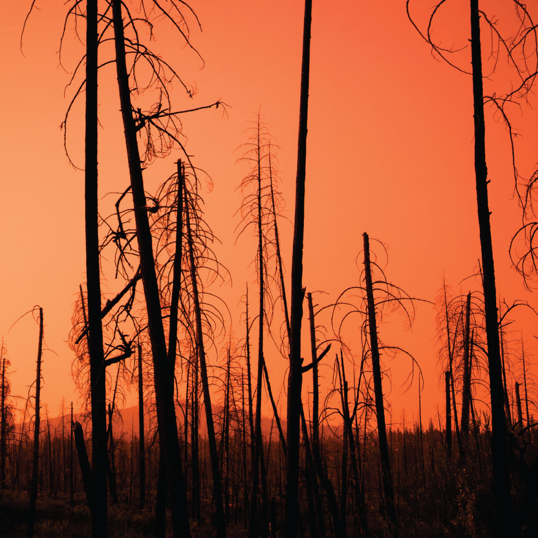 burnt trees after a wildfire